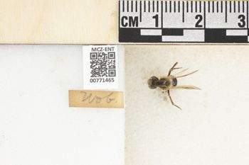 Media type: image;   Entomology 771465 Aspect: Labels